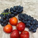 석현동 목포농협 앞 | 목포 석현동 엄마가 파는 과일 후기 🍑🍇