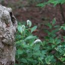 큰까치수염Lysimachia clethroides Duby(앵초과 참좁쌀풀속) 이미지