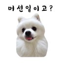 꽁양이 이미지