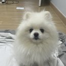 설치 필요 없는 온벌스 에어 욕조 접이식 욕조 내돈내산 후기