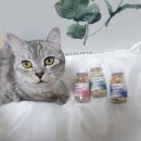 건강한 펫 이미지