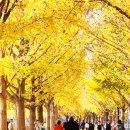 곡교천 은행나무길 이미지