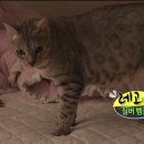 부천24시SKY동물병원