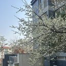 하나두리삼겹살 | 버터떡 맛집, 누나홀닭, 집들이, 바질크림치즈 베토디, 두리닭발, 대공원 벚꽃나들이, 쉼터, 야장삼겹살