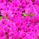 은혜동산 이미지