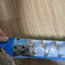 푸치푸치 | (고양이간식)한놈만 패는 고양이의 푸치 미니컵 참치&amp;치어 솔직후기