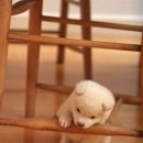 개귀여워 이미지