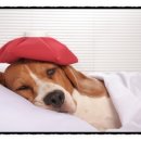 디스동물병원 이미지