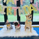 헬로우버디 판교밸리점 | 강아지가 먼저 출근하고 싶어 하는 판교애견유치원 헬로우버디 판교밸리점 내돈내산 후기