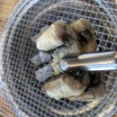 양평민물장어 이미지