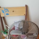 피노키5 이미지