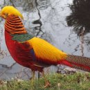 금계삼계탕 이미지