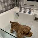 바우하우스 105 이미지