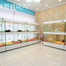 행복한 강아지 이미지