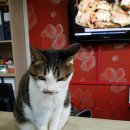 야옹동물병원 이미지