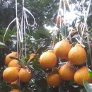 달봉농원 이미지