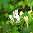 6월 21일의 꽃은 '인동덩굴(Golden-and-silver honeysuckle)' 이미지