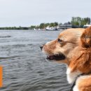 스마트독까페 이미지