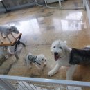 부산애견팡팡 이미지