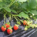 의야지바람마을 이미지