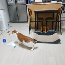 별님달님 이미지