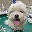 벳케어 동물병원 이미지