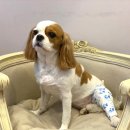 용인서현 동물병원 이미지