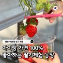 가람농장 | 경기도 아이와 가볼만한곳 연천 딸기체험 들꽃가람농장