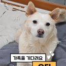 [입양홍보] 조용한 애교쟁이, 오디🩷🤍 이미지
