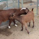 김종덕농장 이미지