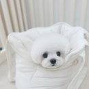 슈멍드아 이미지