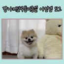 퀸펫살롱 | 원주강아지미용실 아임엠도그 : 야간미용 포메라니안가위컷