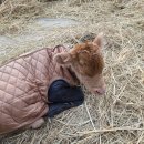 입동목장 이미지