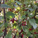 이명은 농장 이미지