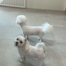 해이당 부산애견호텔 강아지유치원 반려견미용 목욕 교육 훈련 이미지