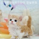 더 반려 강아지분양 고양이분양 잠실본점 이미지