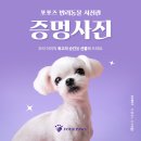 펫 포포즈 이미지