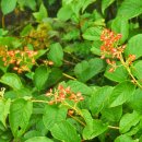 무주화원 이미지