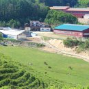 대관령 사파리 목장 이미지