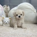 앙쥬펫 강아지분양 은평구점 네이버블로그