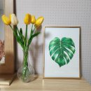 보타니컬아트(식물세밀화) | 색연필로 그리는 식물 세밀화 ] 보태니컬아트 :: 몬스테라 그리기