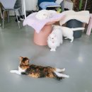 대전 둔산동 가볼만한곳 갤러리아근처 이색 데이트 고양이 카페 냥다방