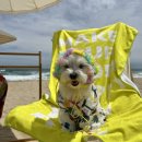 살랑더테일 이미지