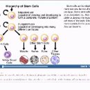 Embryonic Stem Cells and Somatic Cell Nuclear Transfer 이미지