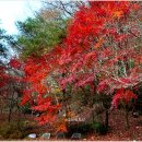 강천산 길 이미지