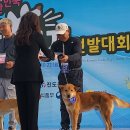 익산국화축제진도군진도개도그쇼에서견명:천강(수)우수상 이미지