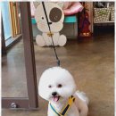 바둑이 애견 이미지