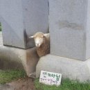 버디(BUDDY)
