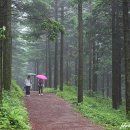 국가대표펜션 | 평창 갈만한곳 대관령 국민의숲 좋아