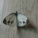대만(타이완)흰나비 이미지
